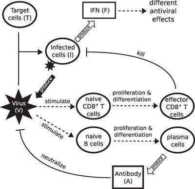 On the Role of CD8+ T Cells in Determining Recovery Time from Influenza Virus Infection